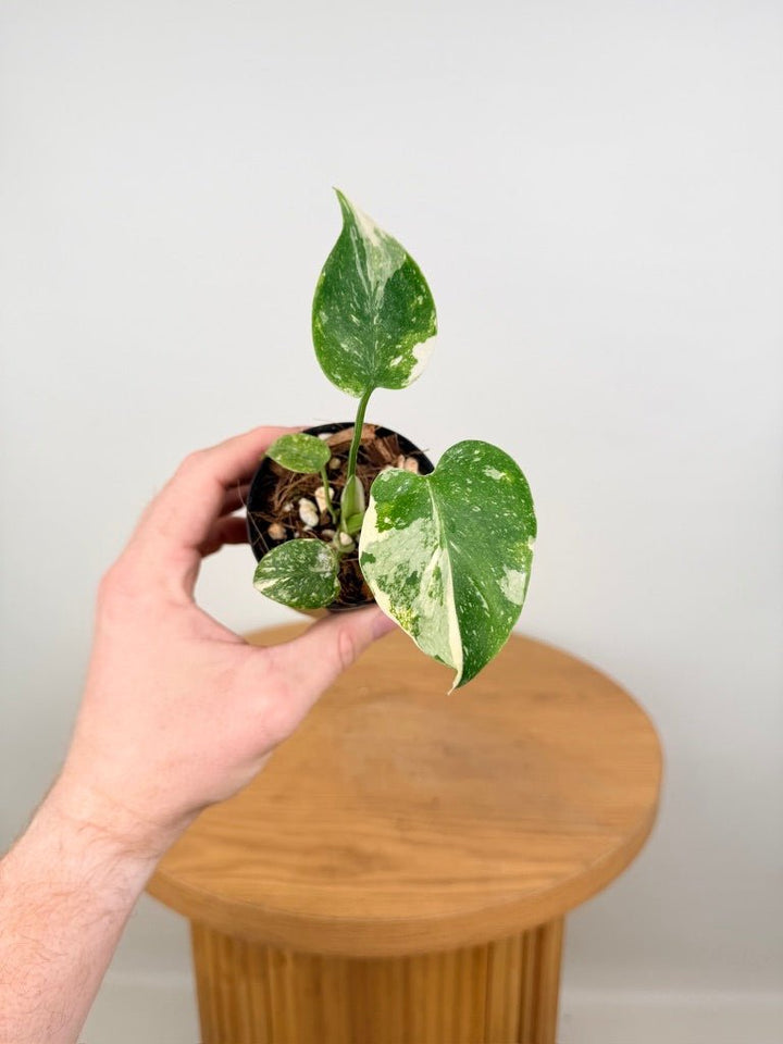 Monstera Deliciosa - Thai Constellation - Random Selection | Uprooted