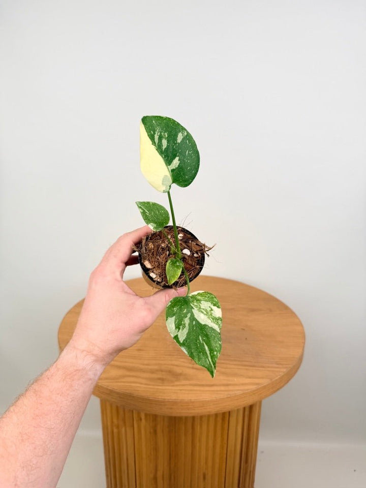 Monstera Deliciosa - Thai Constellation - Random Selection | Uprooted