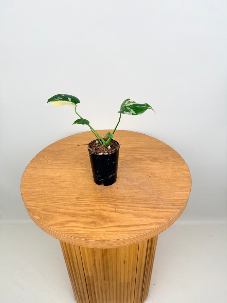 Monstera Deliciosa - Thai Constellation - Random Selection | Uprooted