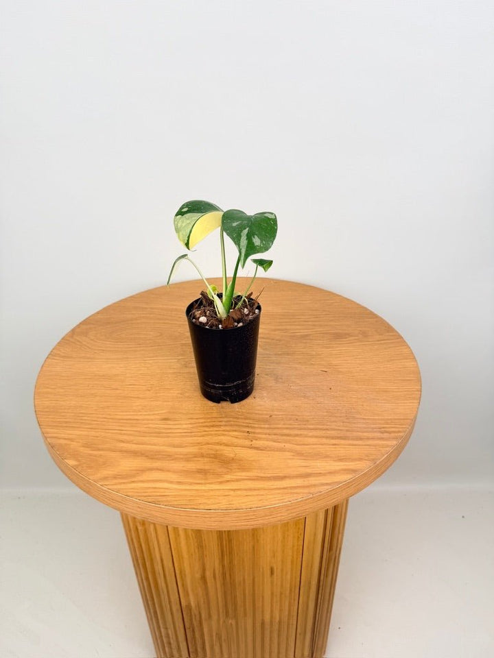 Monstera Deliciosa - Thai Constellation - Random Selection | Uprooted