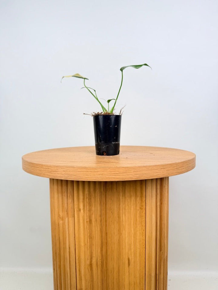 Monstera Deliciosa - Thai Constellation - Random Selection | Uprooted