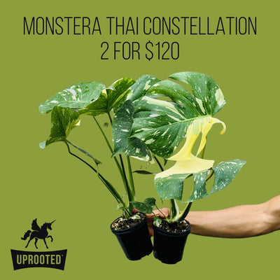 Monstera Deliciosa - Thai Constellation - Random Selection | Uprooted