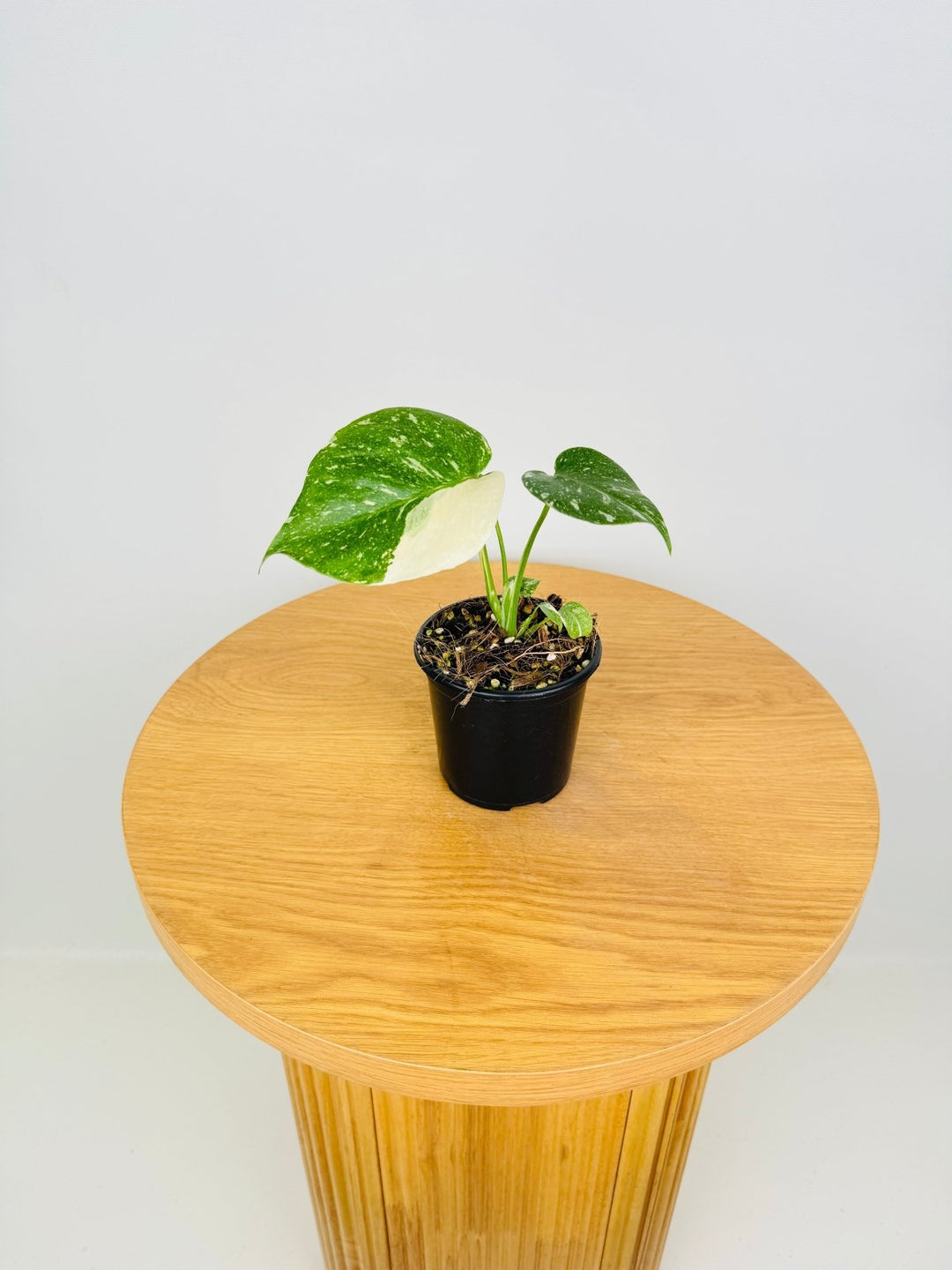 monstera thai constellation soil Monstera Deliciosa - Thai Constellation - Random Selection | Uprooted