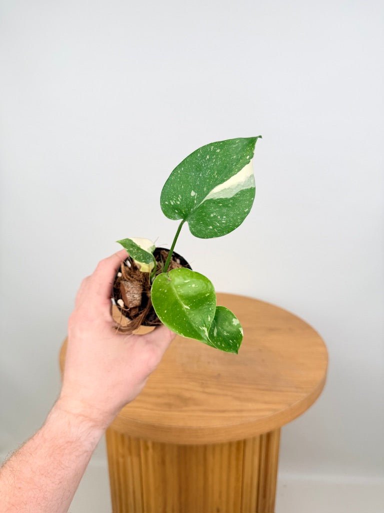 Monstera Deliciosa - Thai Constellation - Random Selection | Uprooted
