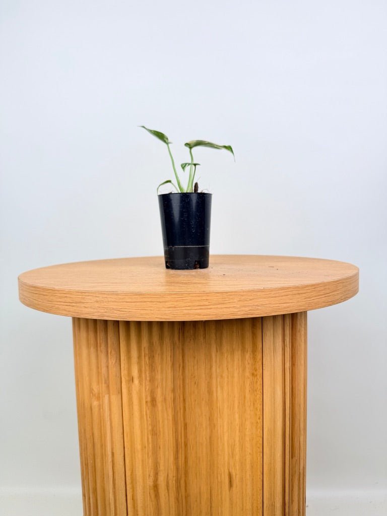 Monstera Deliciosa - Thai Constellation - Random Selection | Uprooted