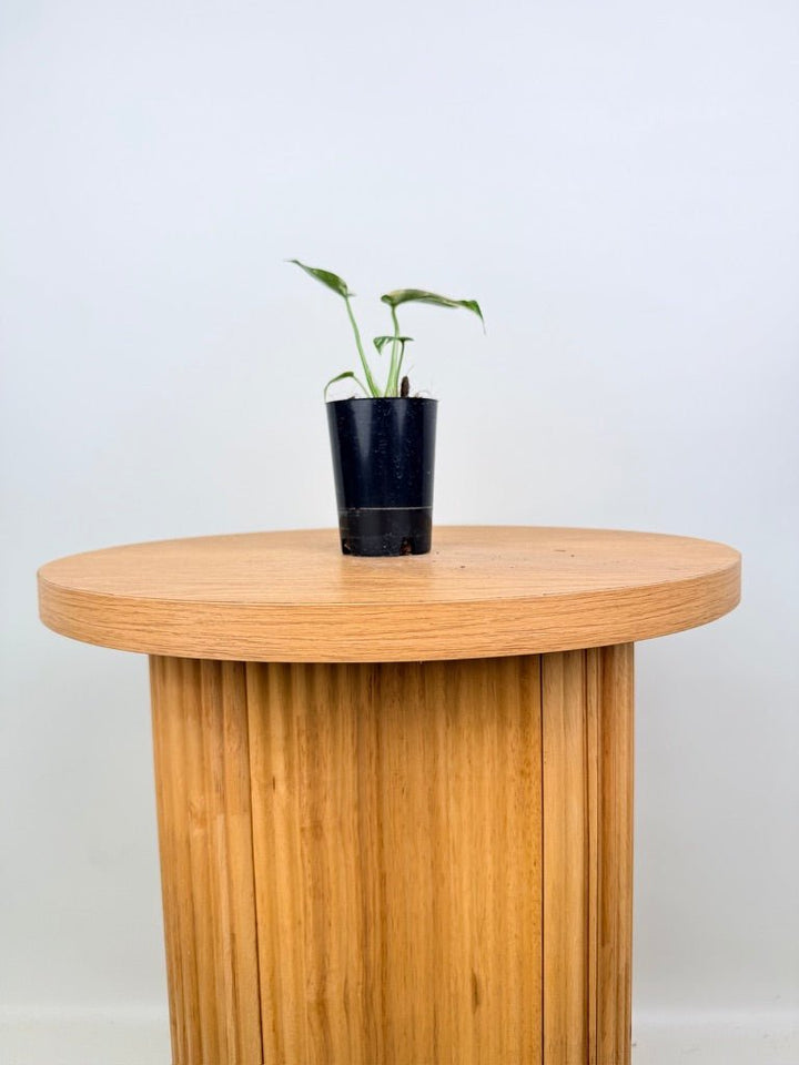 Monstera Deliciosa - Thai Constellation - Random Selection | Uprooted