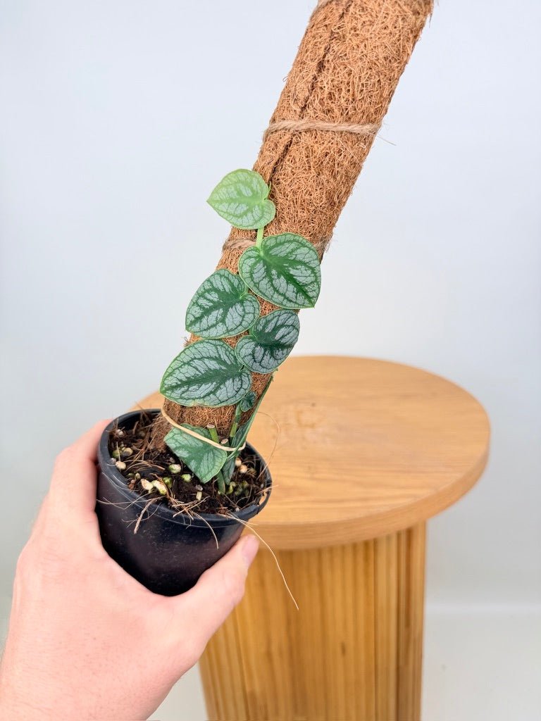 Monstera Dubia | Uprooted