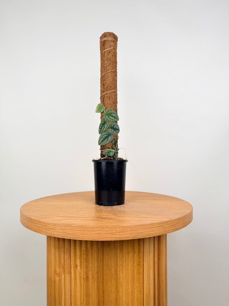 Monstera Dubia | Uprooted