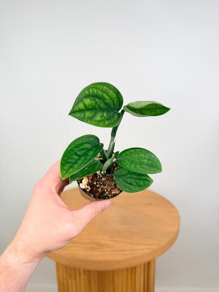 Monstera Karstenianum - Peru | Uprooted