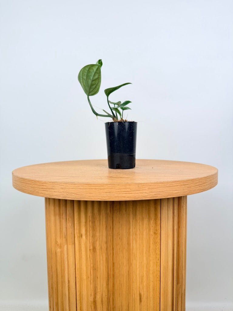 Monstera Karstenianum - Peru | Uprooted