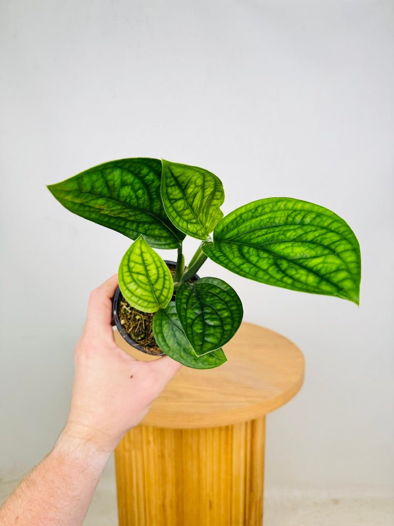 Monstera Karstenianum - Peru | Uprooted