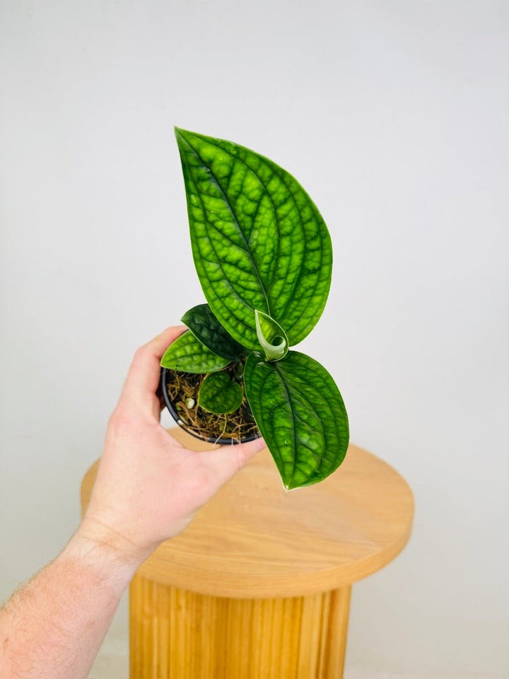 Monstera Karstenianum - Peru | Uprooted