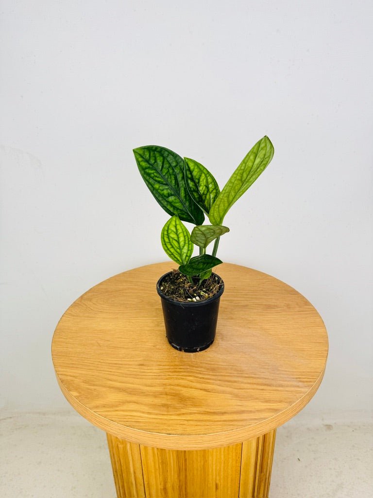 Monstera Karstenianum - Peru | Uprooted