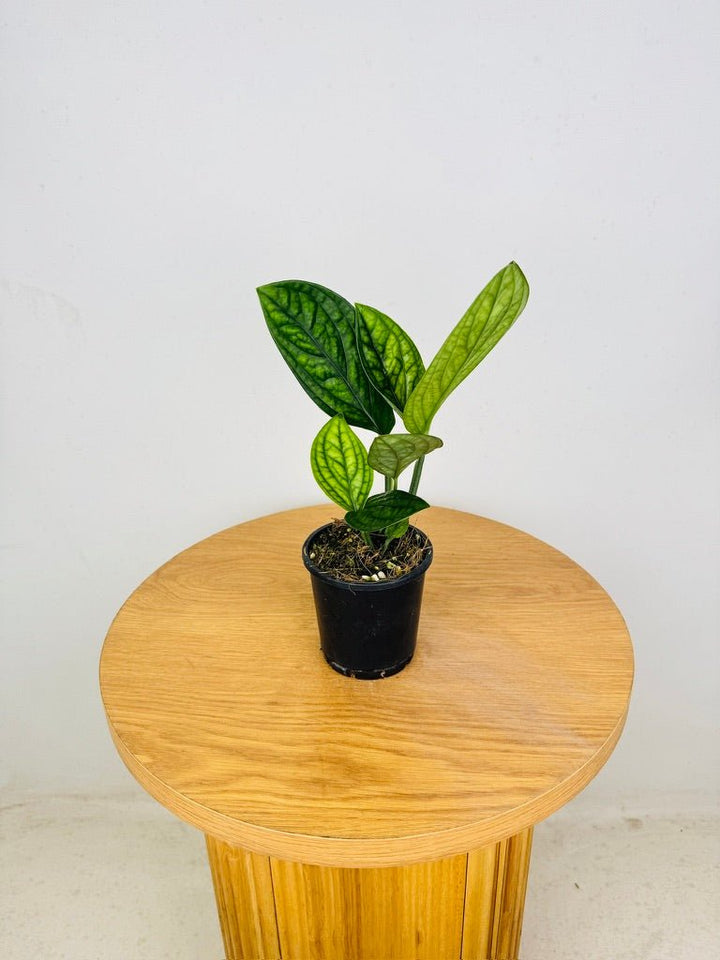 Monstera Karstenianum - Peru | Uprooted