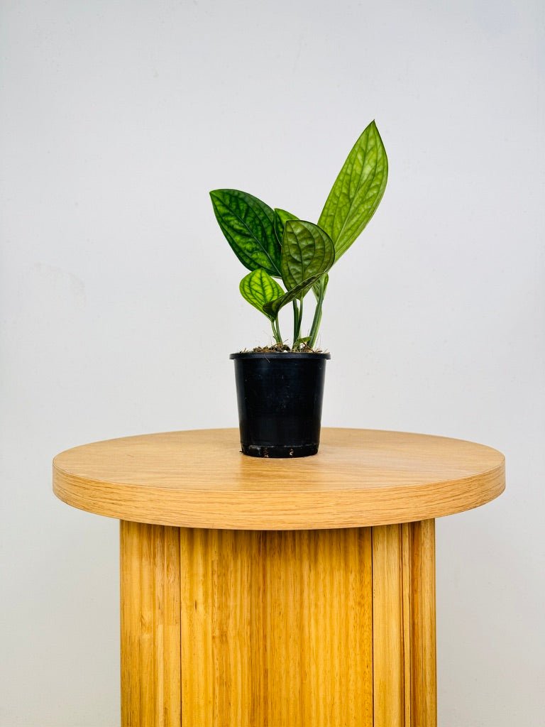 Monstera Karstenianum - Peru | Uprooted