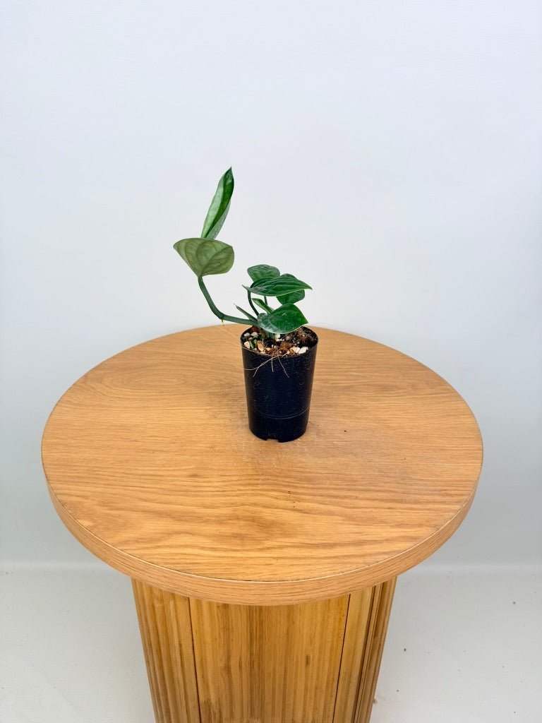 Monstera Karstenianum - Peru | Uprooted