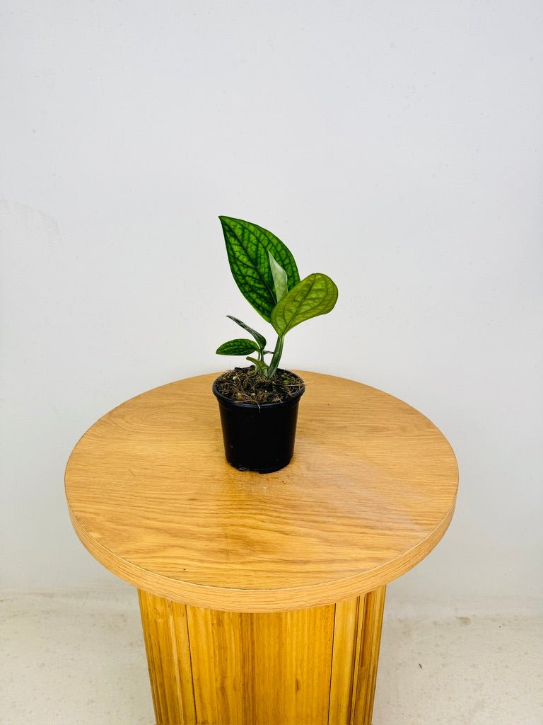 Monstera Karstenianum - Peru | Uprooted
