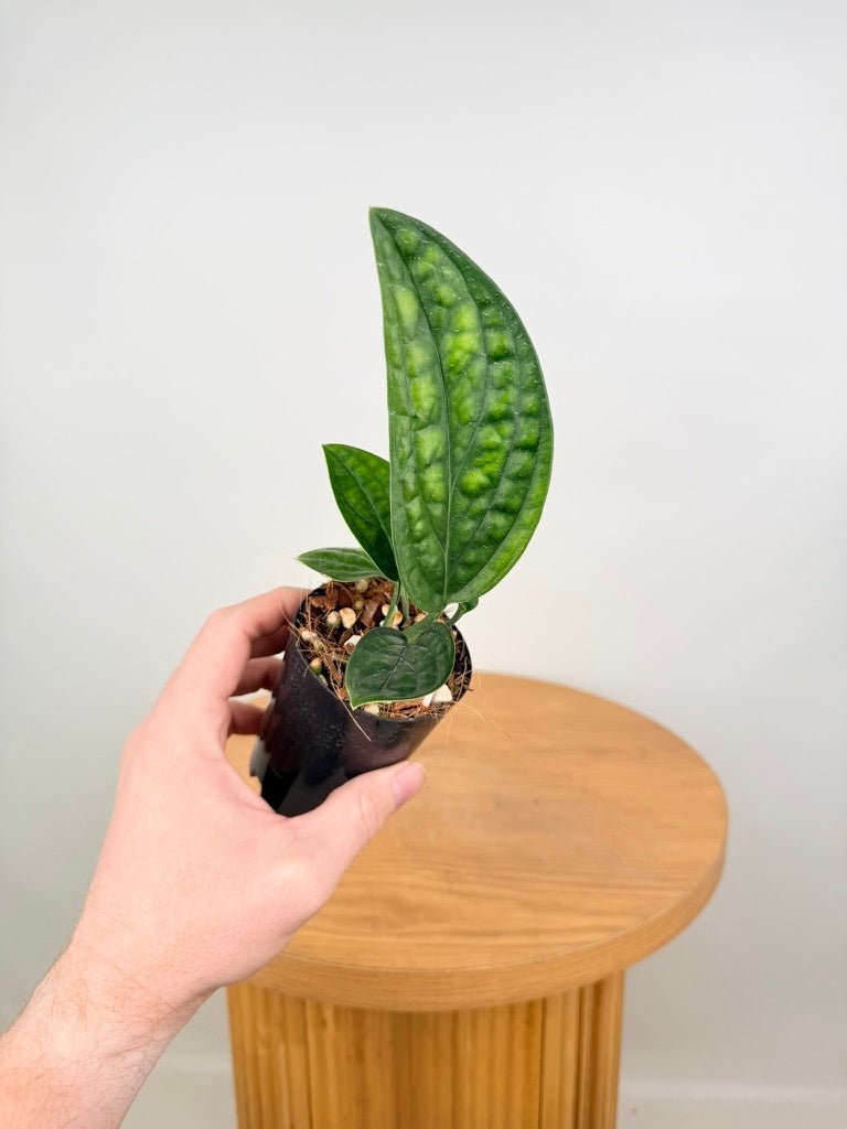 Monstera Karstenianum - Peru | Uprooted
