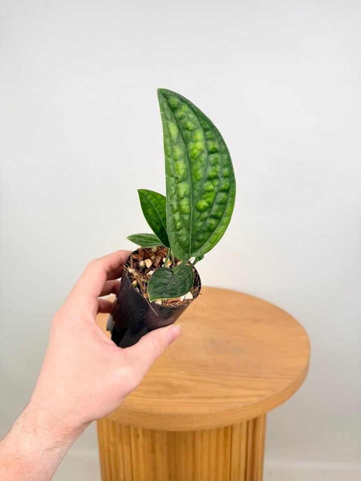 Monstera Karstenianum - Peru | Uprooted