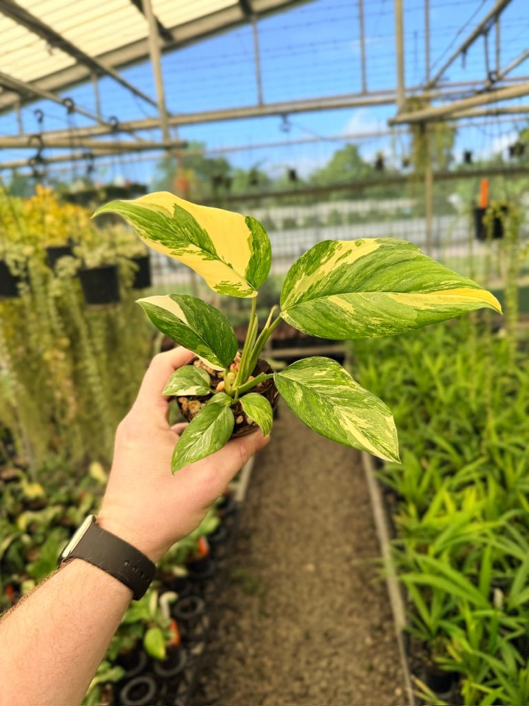 Monstera Lechleriana Variegata | Uprooted