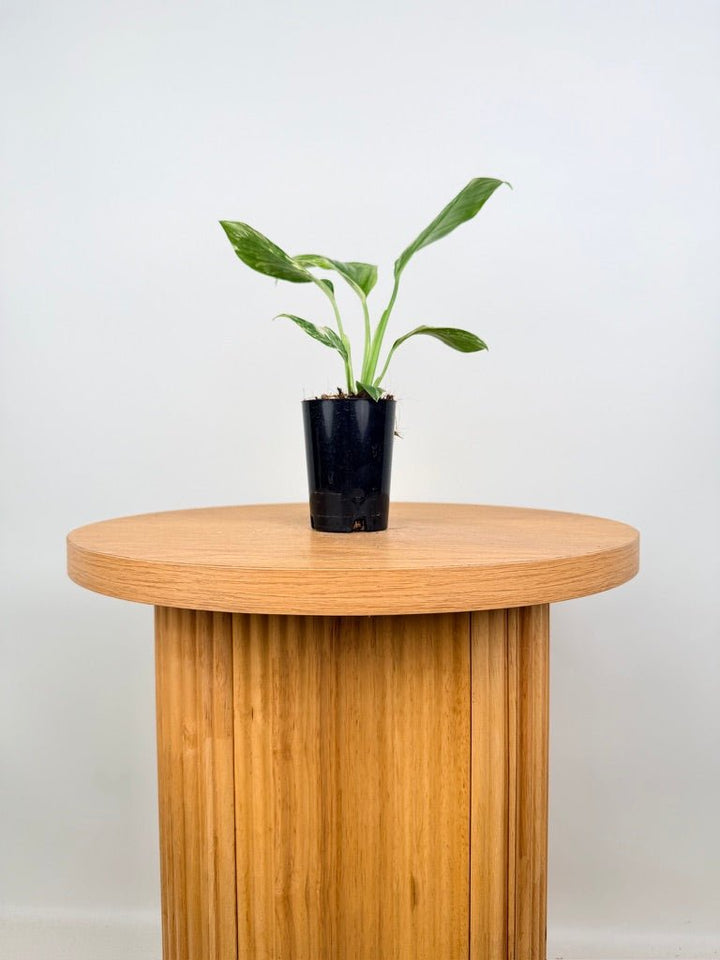Monstera Lechleriana Variegata | Uprooted