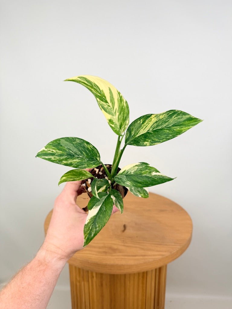 Monstera Lechleriana Variegata | Uprooted
