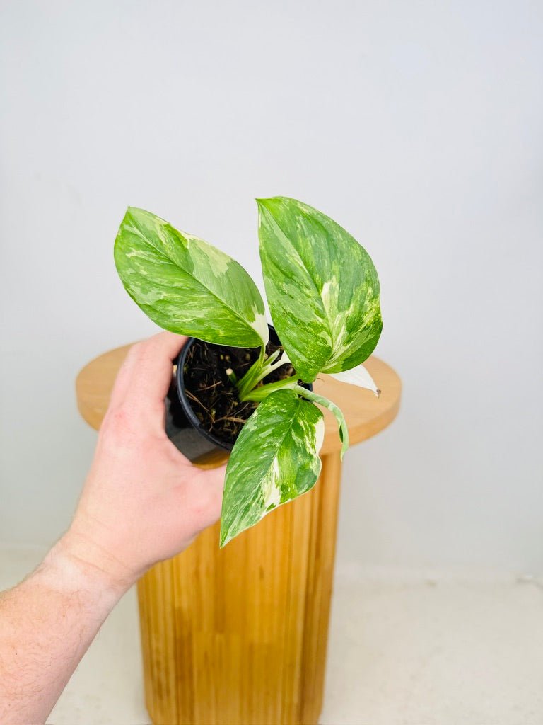 Monstera Lechleriana Variegated