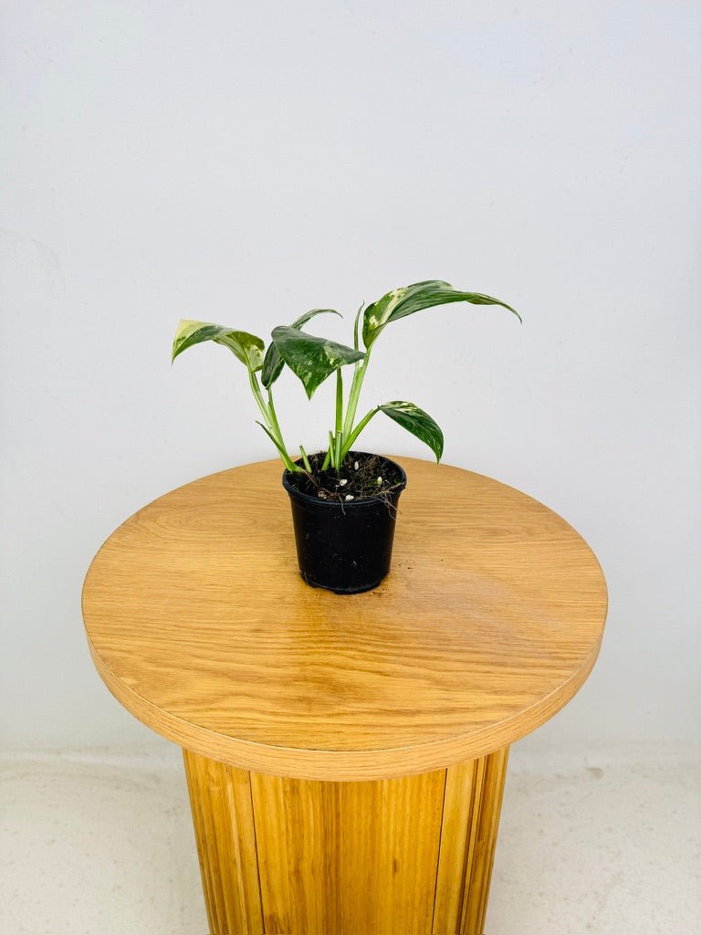 Monstera Lechleriana Variegated