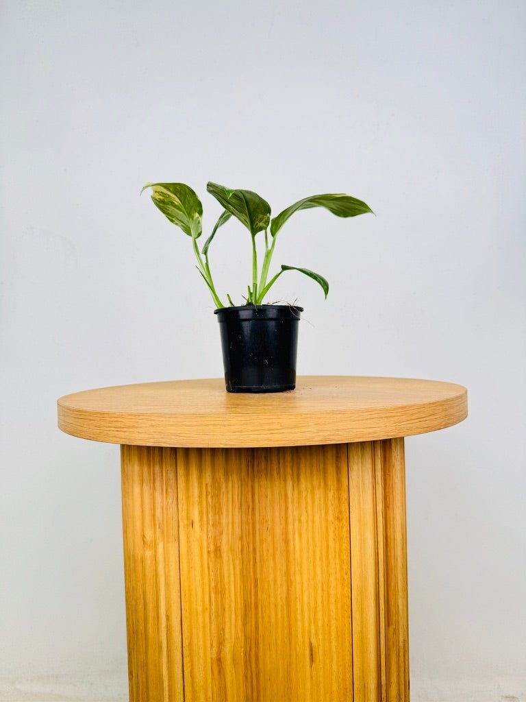 Monstera Lechleriana Variegated | Uprooted