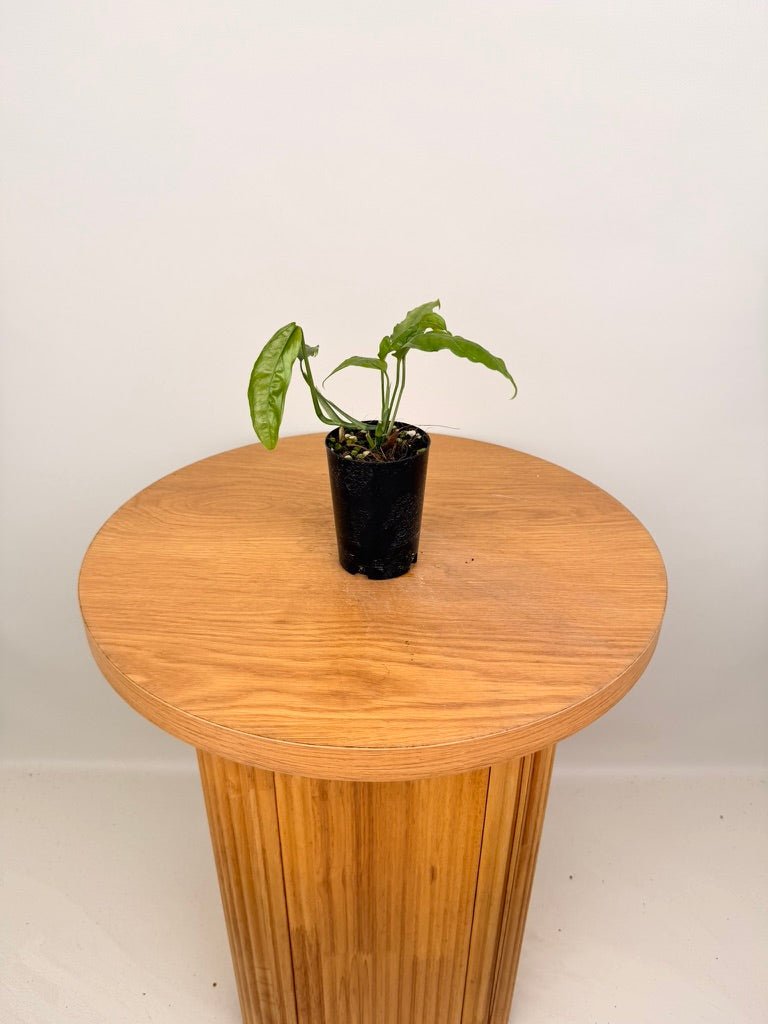 Monstera Obliqua - Amazonas | Uprooted