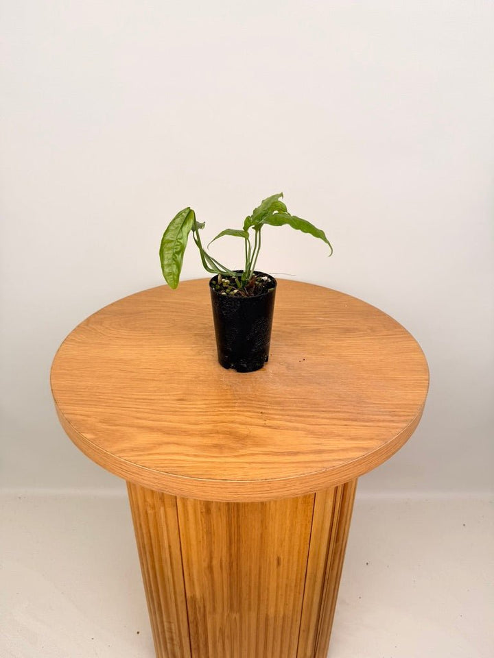 Monstera Obliqua - Amazonas | Uprooted