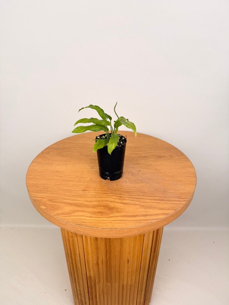 Monstera Obliqua - Amazonas | Uprooted