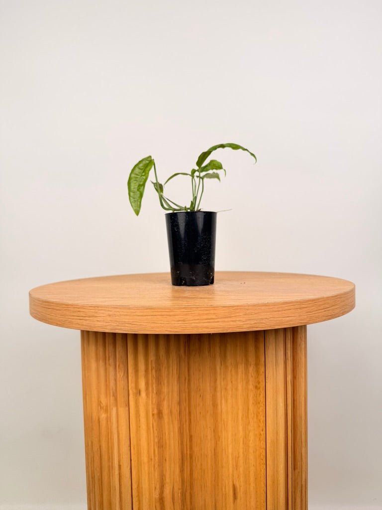 Monstera Obliqua - Amazonas | Uprooted