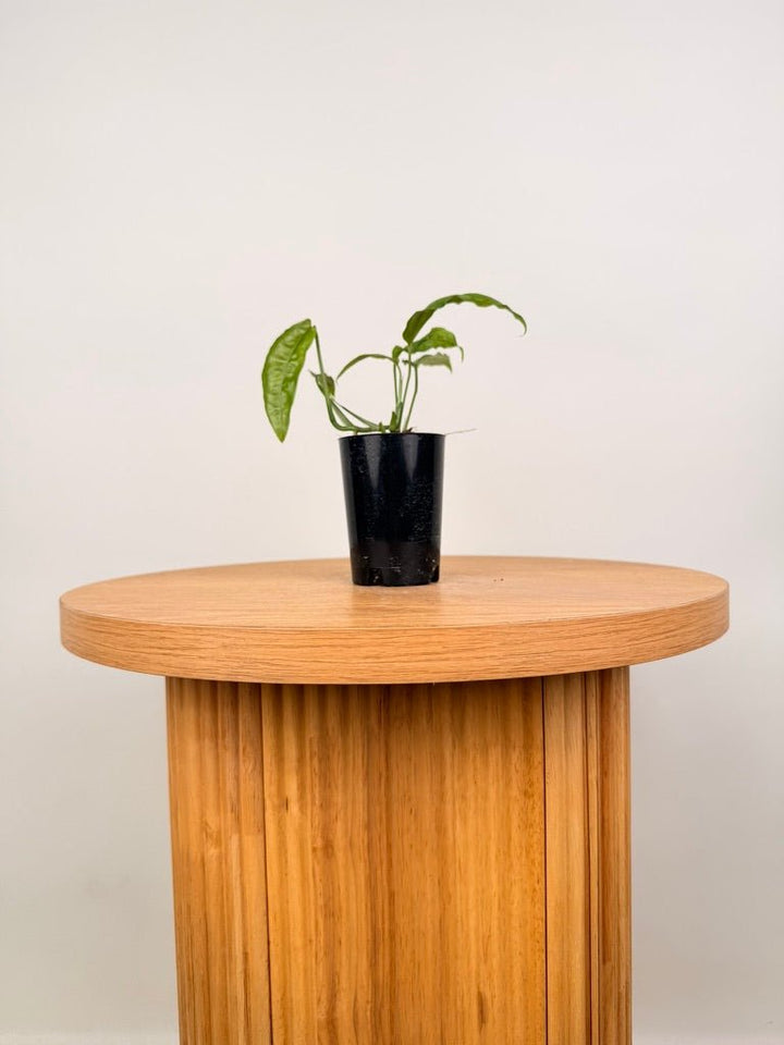 Monstera Obliqua - Amazonas | Uprooted