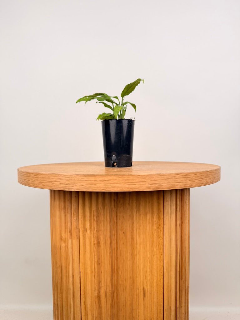 Monstera Obliqua - Amazonas | Uprooted