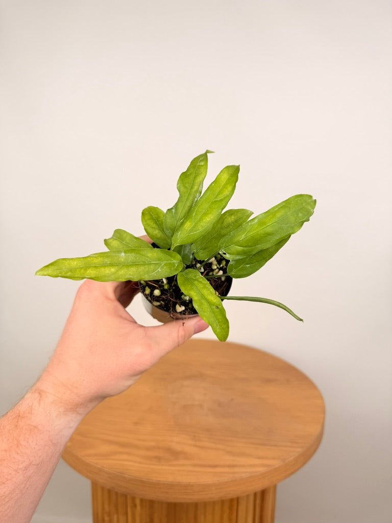 Monstera Obliqua - Amazonas | Uprooted