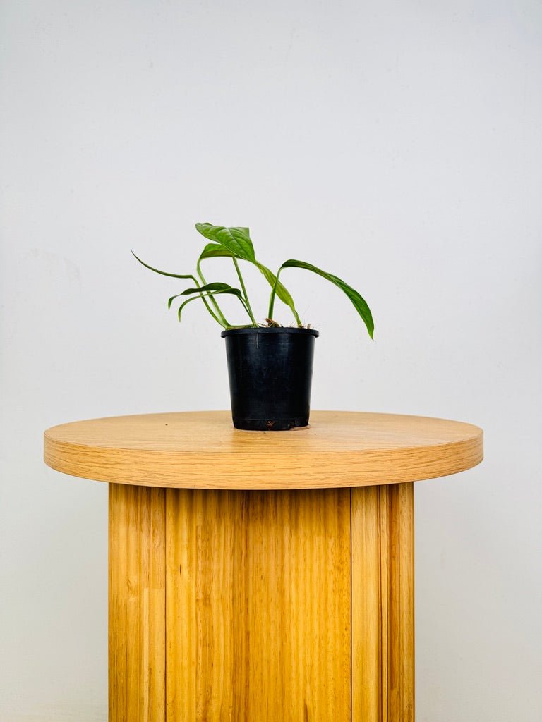 Monstera Obliqua - Filamentous | Uprooted