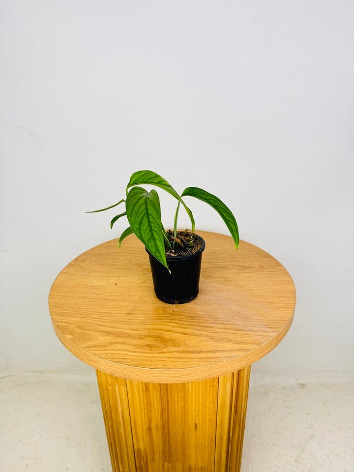 Monstera Obliqua - Filamentous | Uprooted
