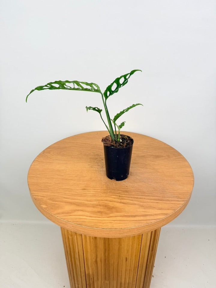 Monstera Obliqua - Peru | Uprooted