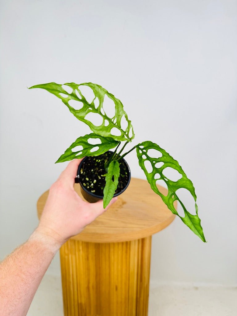 Monstera Obliqua - Peru | Uprooted