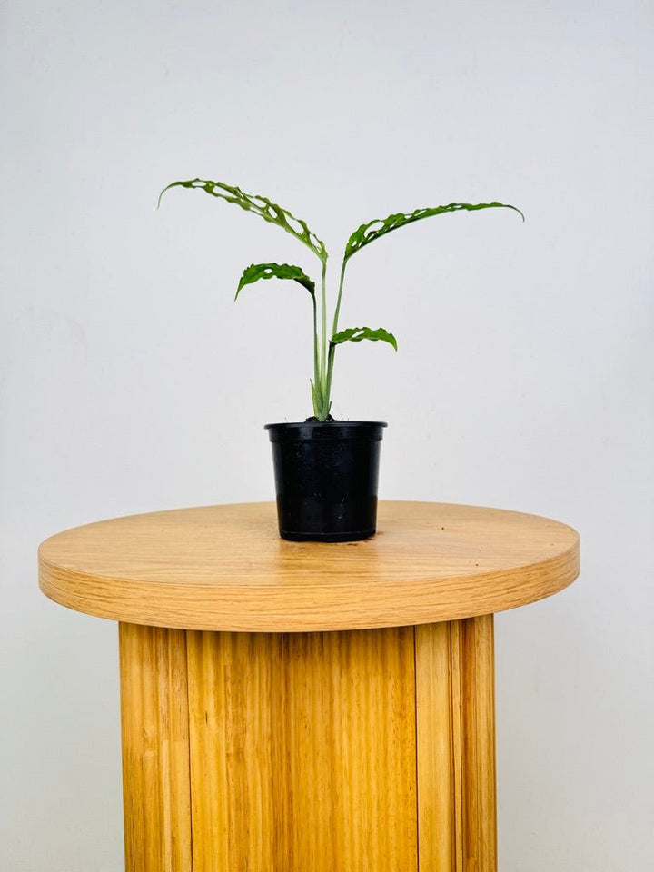 Monstera Obliqua - Peru | Uprooted