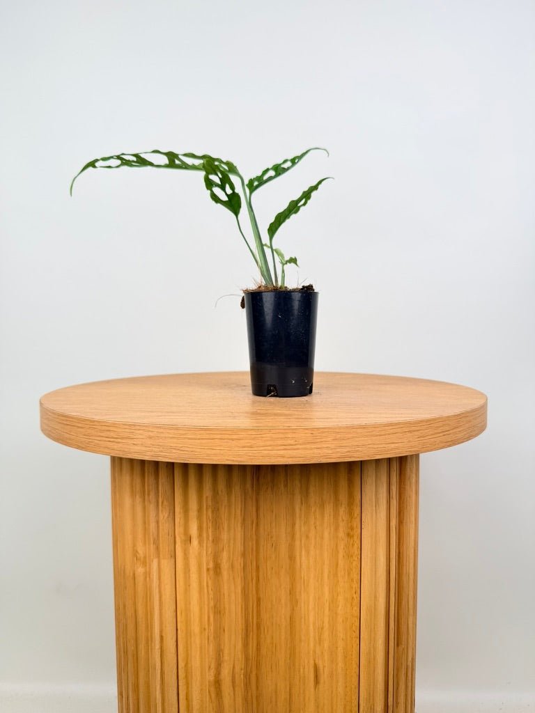 Monstera Obliqua - Peru | Uprooted