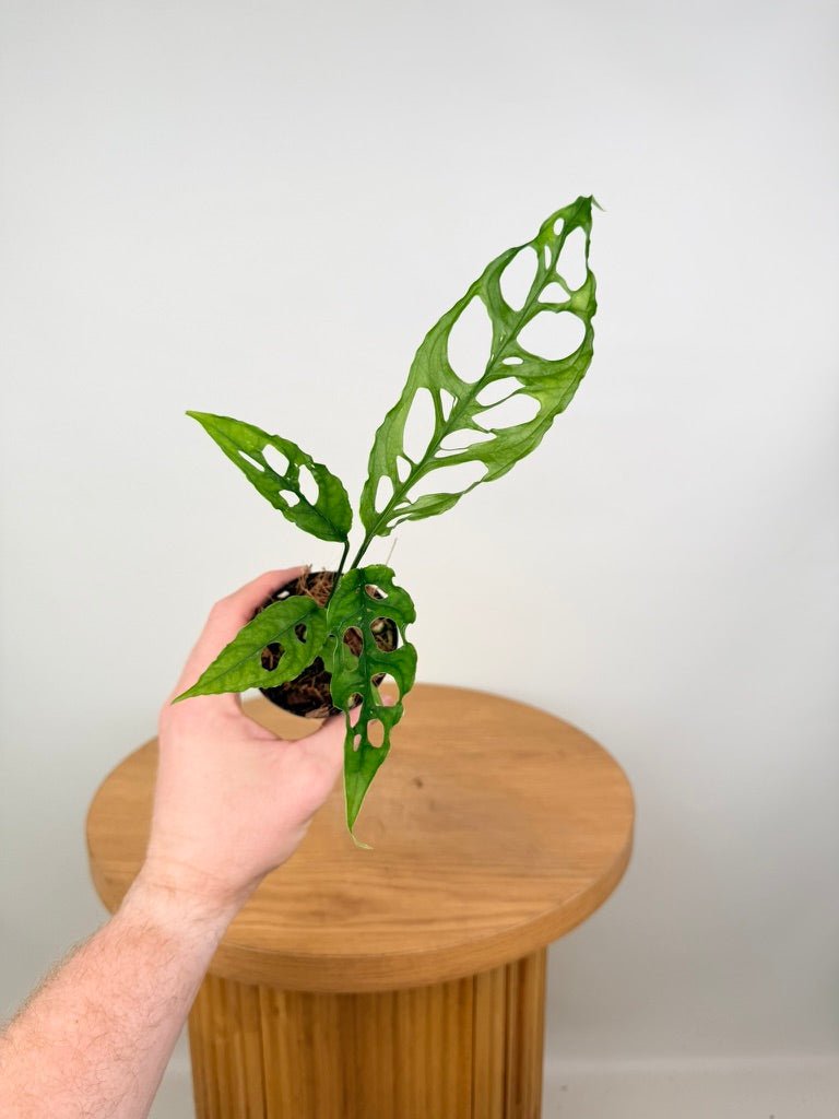Monstera Obliqua - Peru | Uprooted