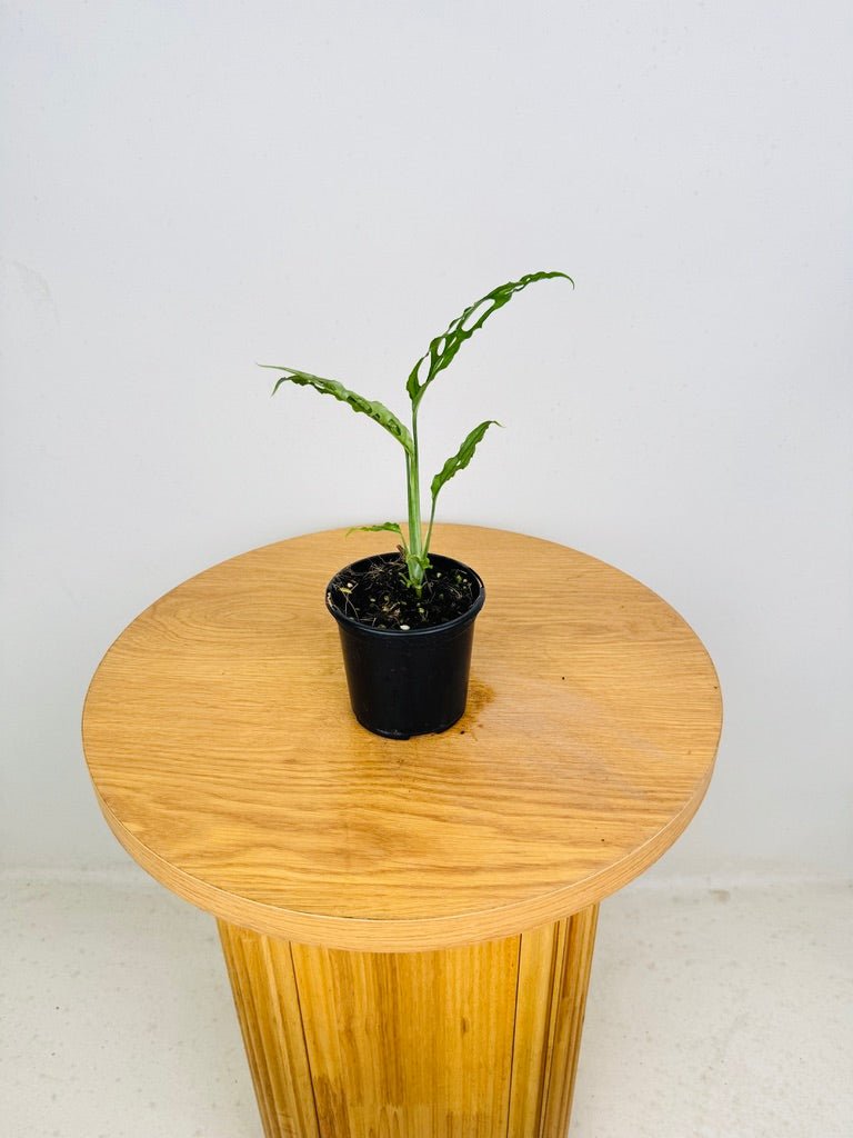 Monstera Obliqua - Peru | Uprooted