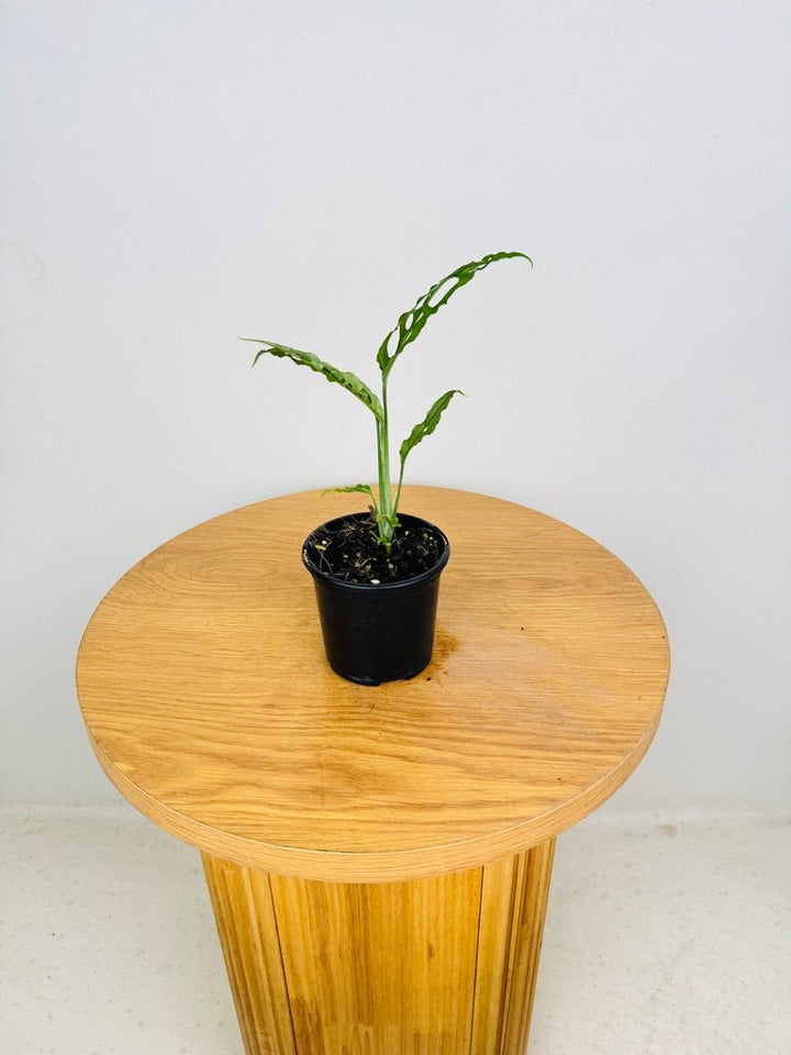 Monstera Obliqua - Peru | Uprooted