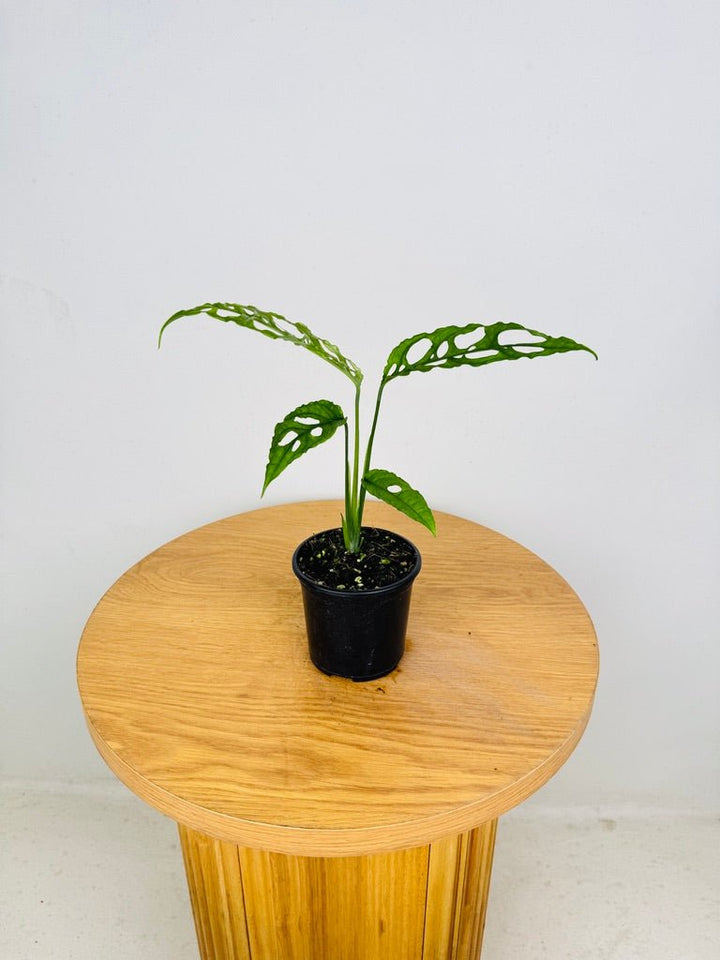 Monstera Obliqua - Peru | Uprooted