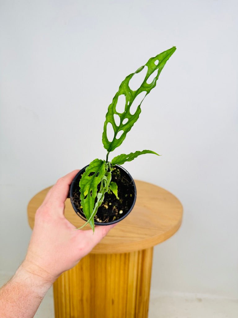 Monstera Obliqua - Peru | Uprooted