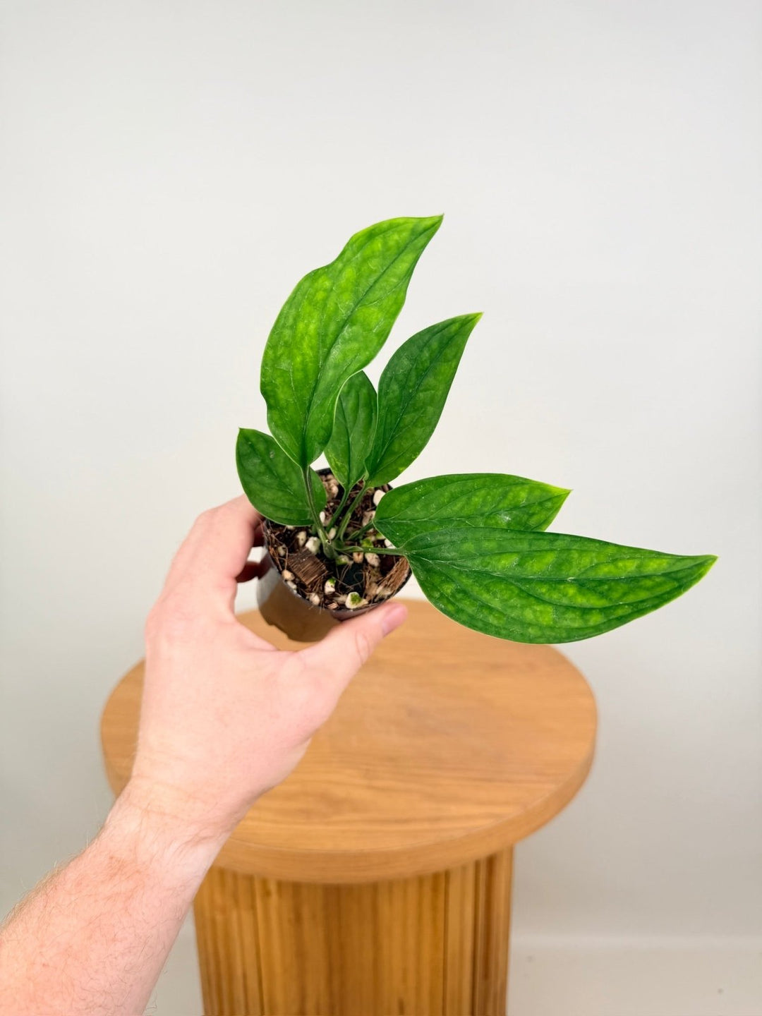Monstera Pinnatipartita | Uprooted