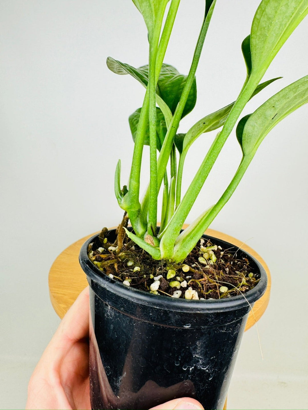 monstera pinnatipartita Monstera Pinnatipartita | Uprooted