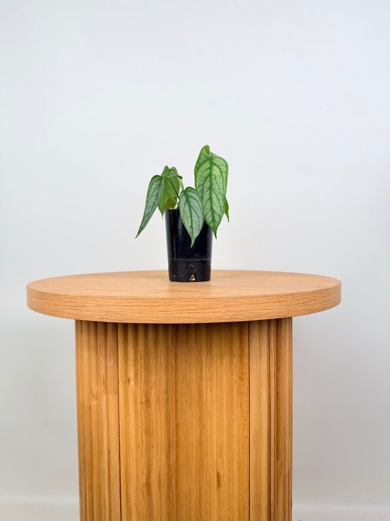 Monstera Siltepecana - El Salvador | Uprooted